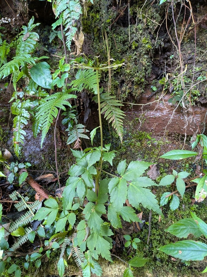 Pternopetalum davidi
