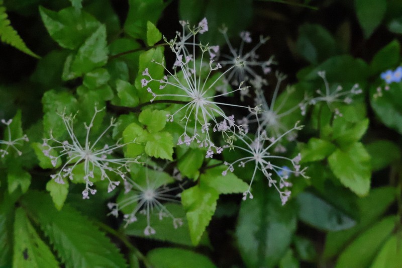 Pternopetalum davidi photo 3