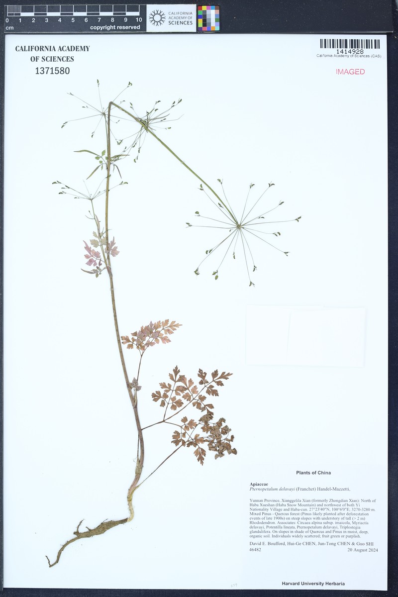Pternopetalum delavayi
