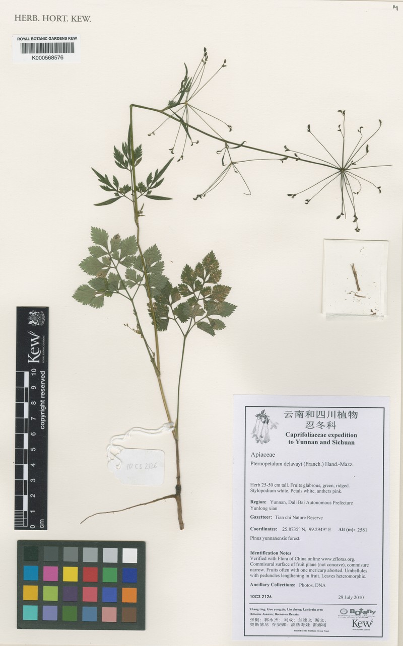 Pternopetalum delavayi photo 2