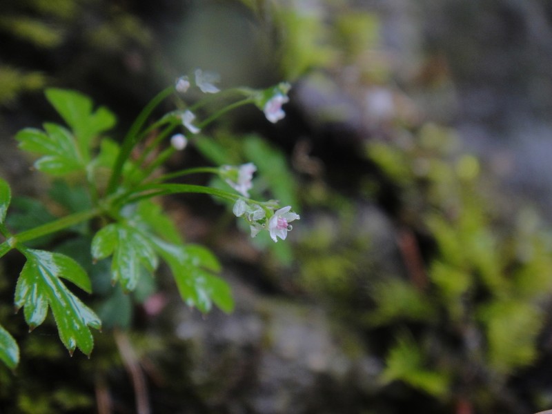 Pternopetalum gracillimum