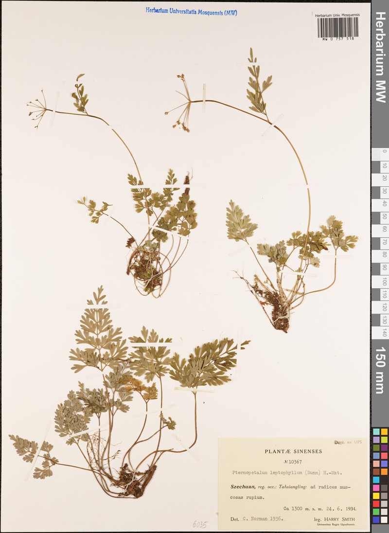 Pternopetalum leptophyllum
