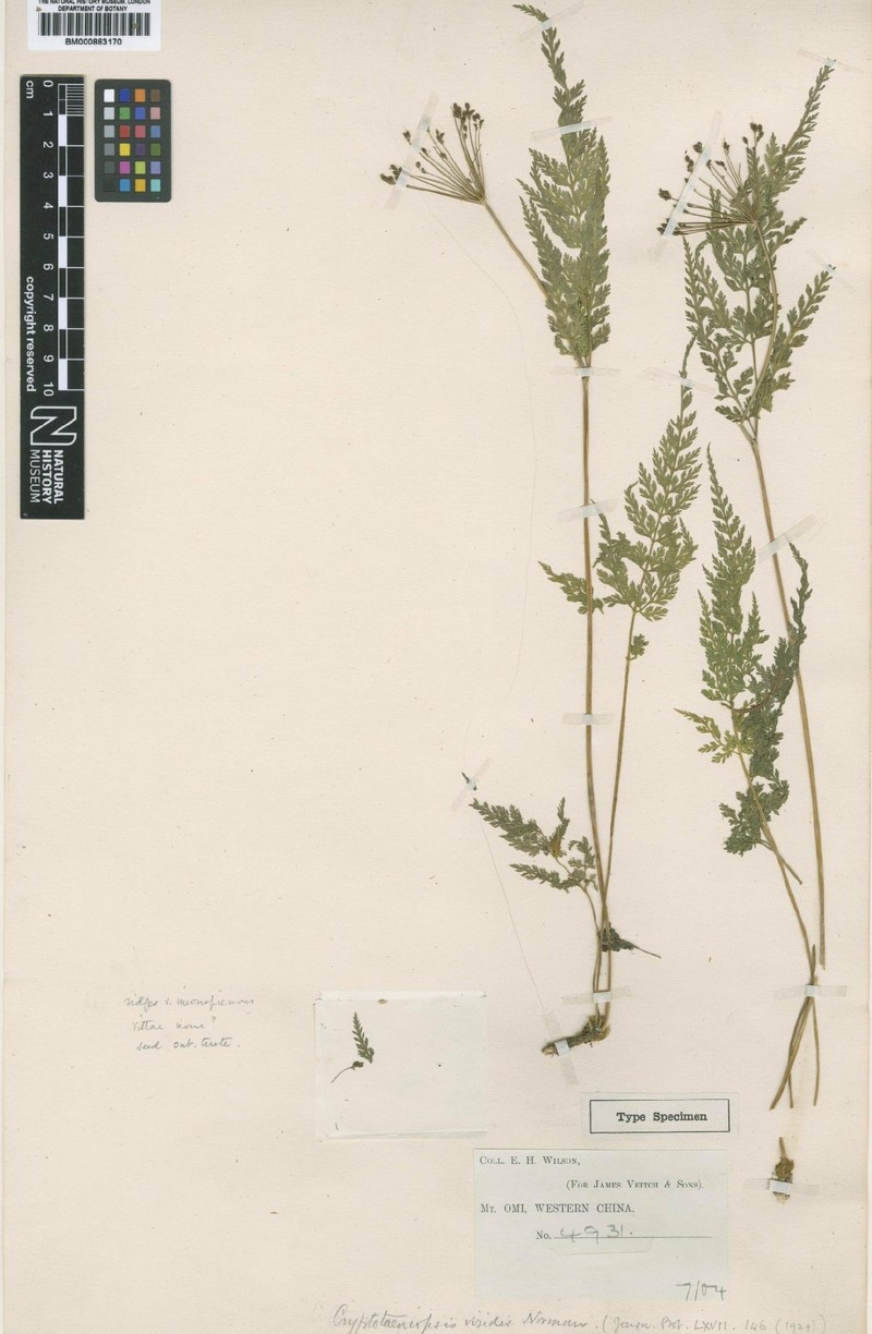 Pternopetalum leptophyllum photo 2