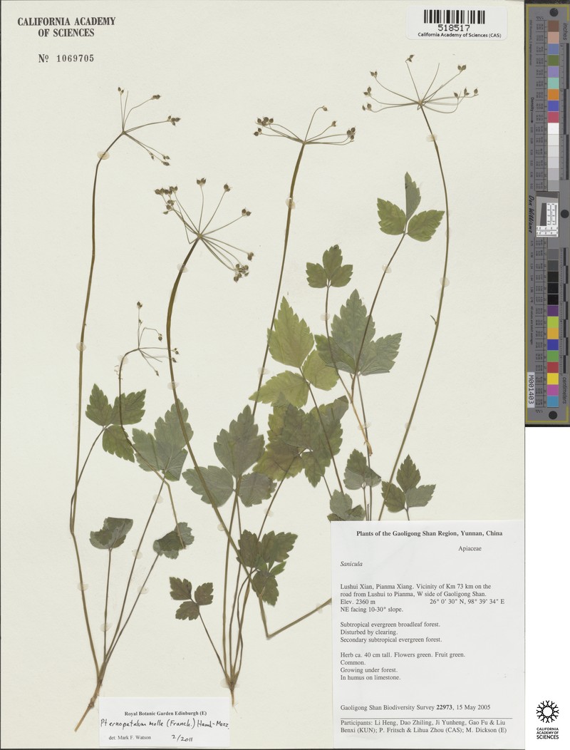 Pternopetalum molle