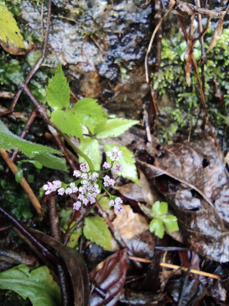 Pternopetalum nudicaule