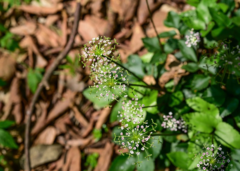 Pternopetalum nudicaule photo 2