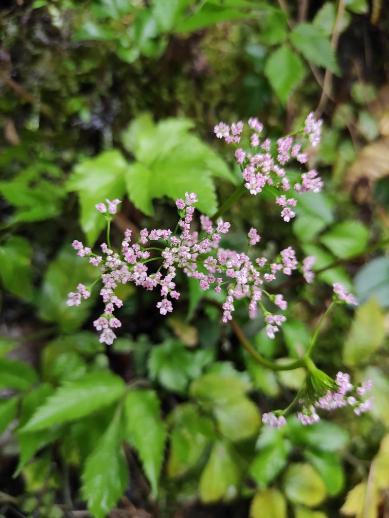 Pternopetalum nudicaule photo 3