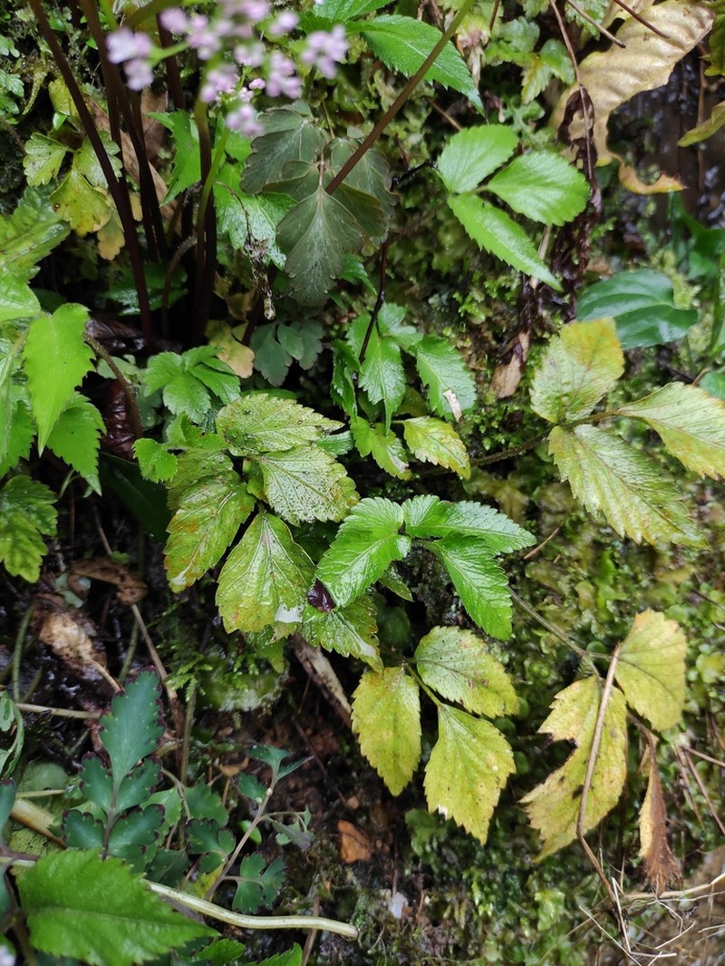 Pternopetalum nudicaule photo 4