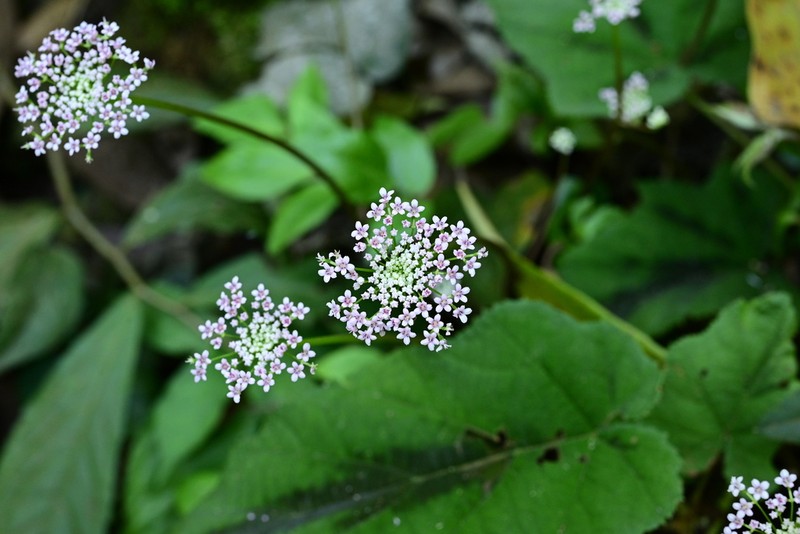 Pternopetalum nudicaule photo 5