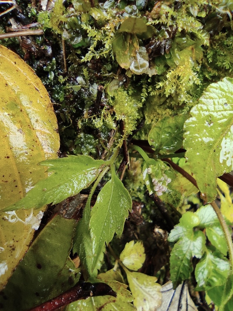 Pternopetalum nudicaule photo 6