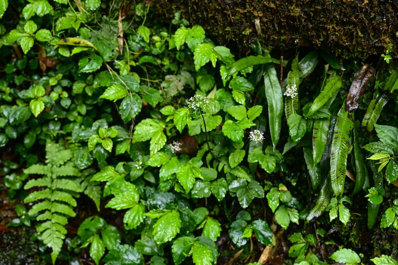 Pternopetalum nudicaule photo 7