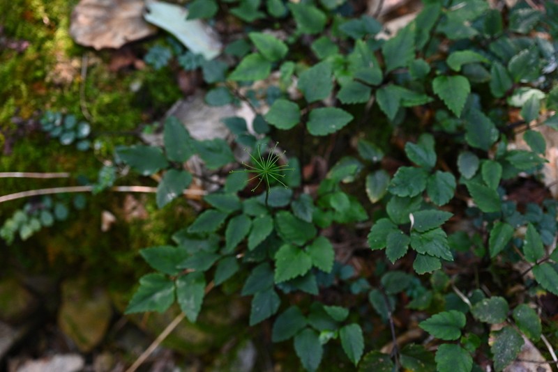 Pternopetalum nudicaule photo 8