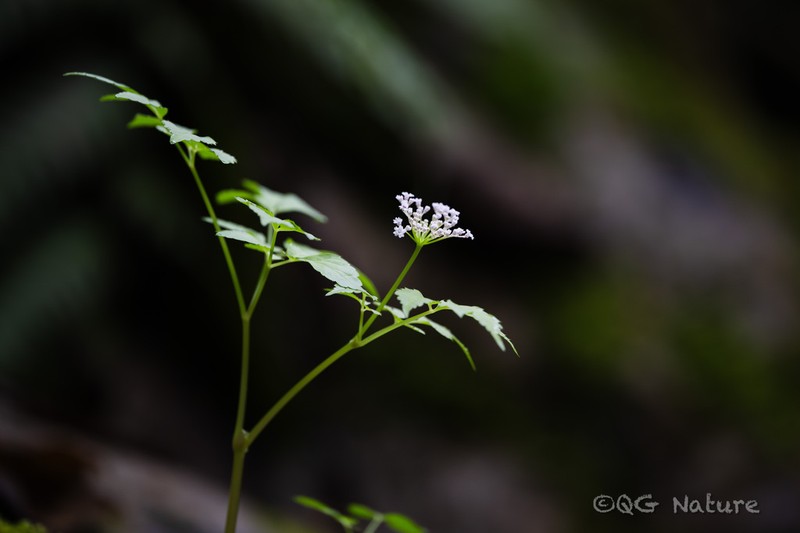 Pternopetalum rosthornii