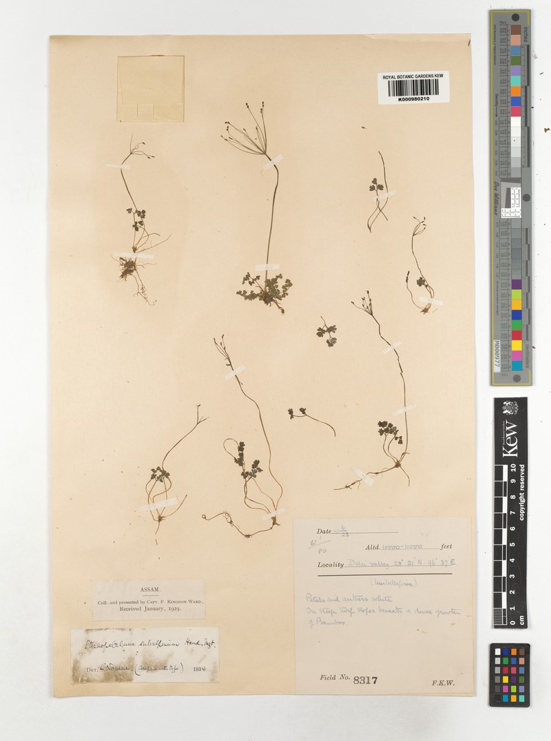 Pternopetalum subalpinum