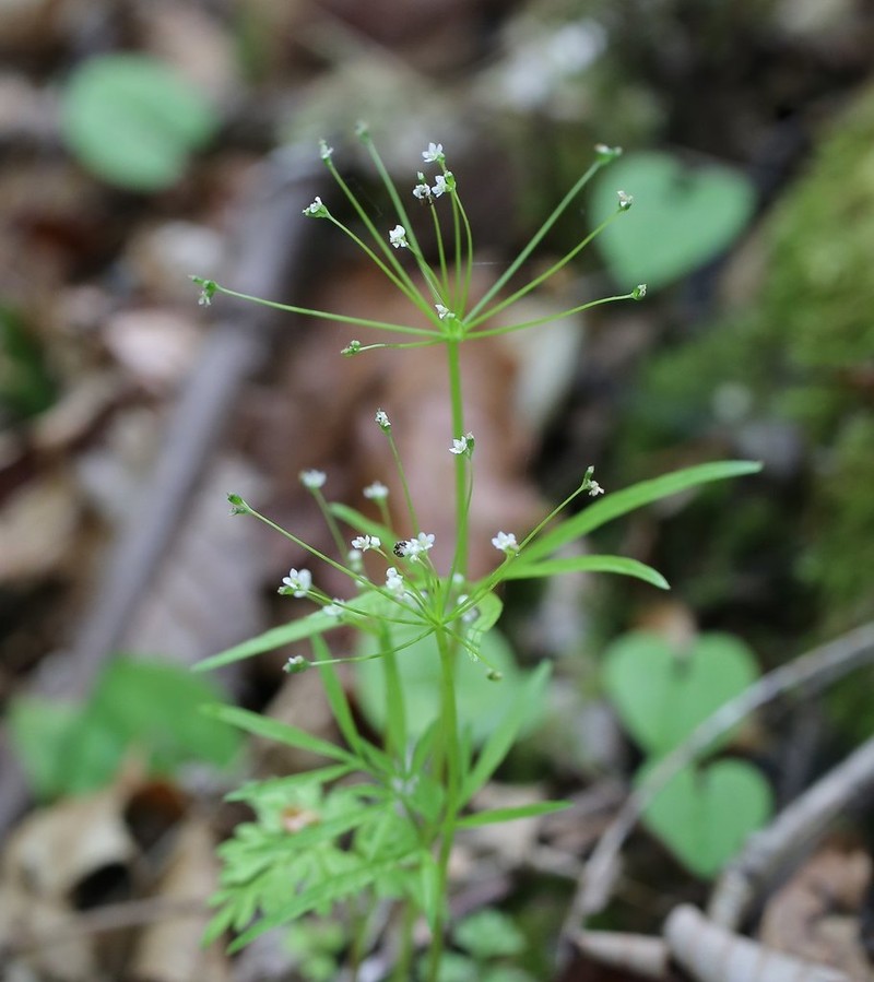 Pternopetalum tanakae