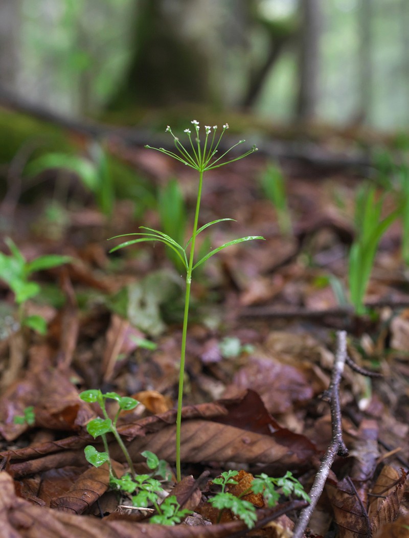 Pternopetalum tanakae photo 2