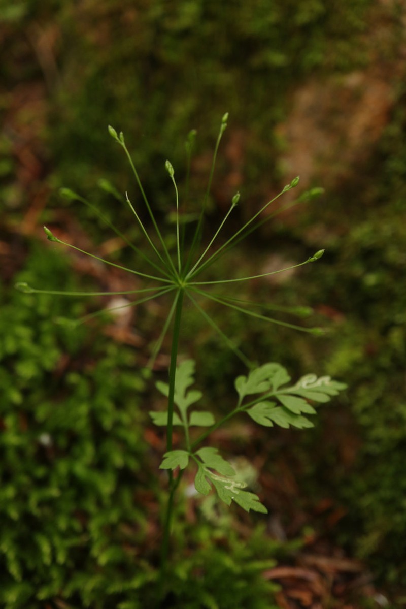 Pternopetalum tanakae photo 3