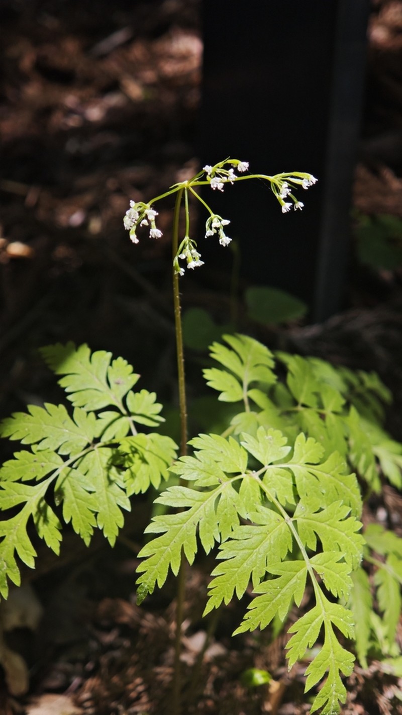 Pternopetalum tanakae photo 4
