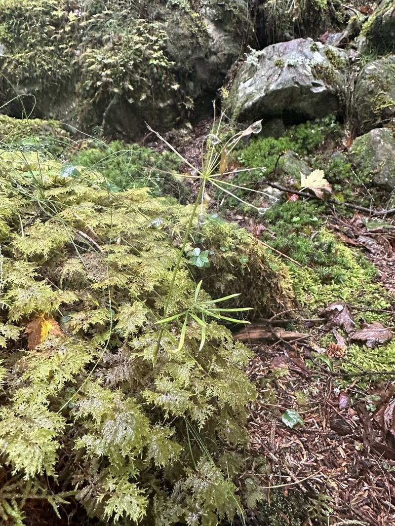 Pternopetalum tanakae photo 6