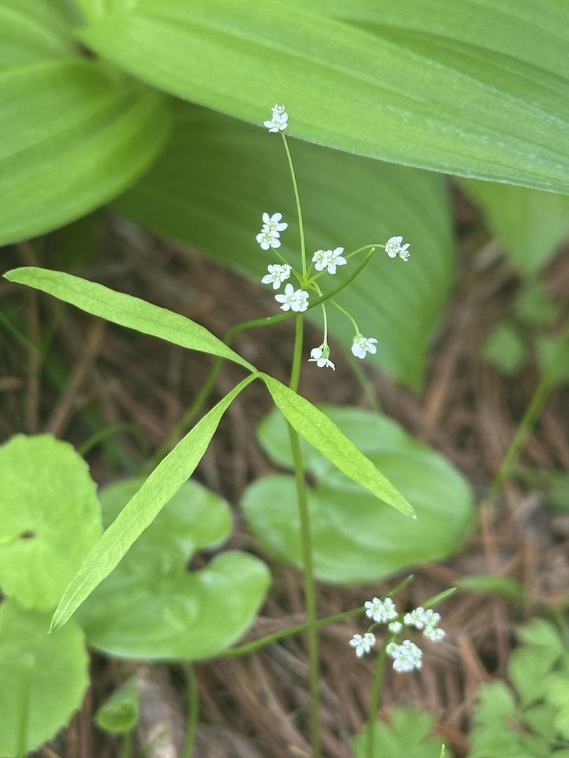 Pternopetalum tanakae photo 7