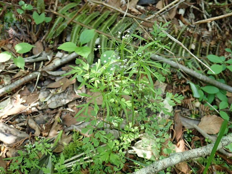 Pternopetalum tanakae photo 8