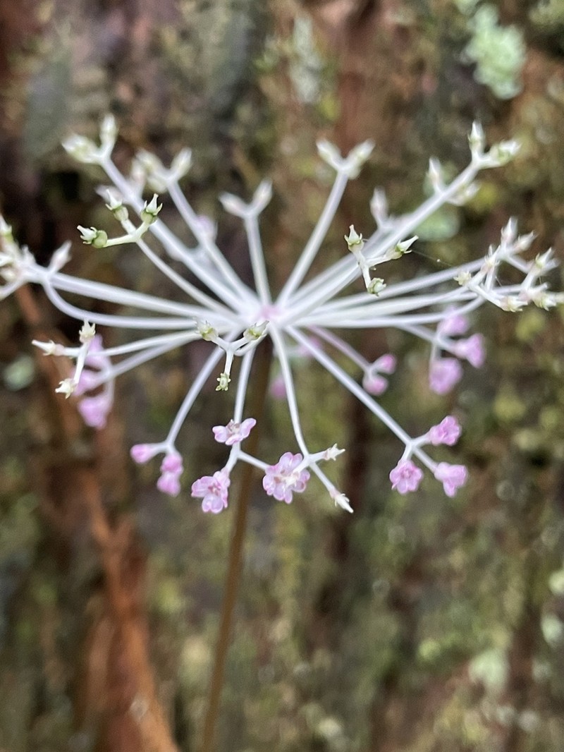 Pternopetalum trichomanifolium photo 2