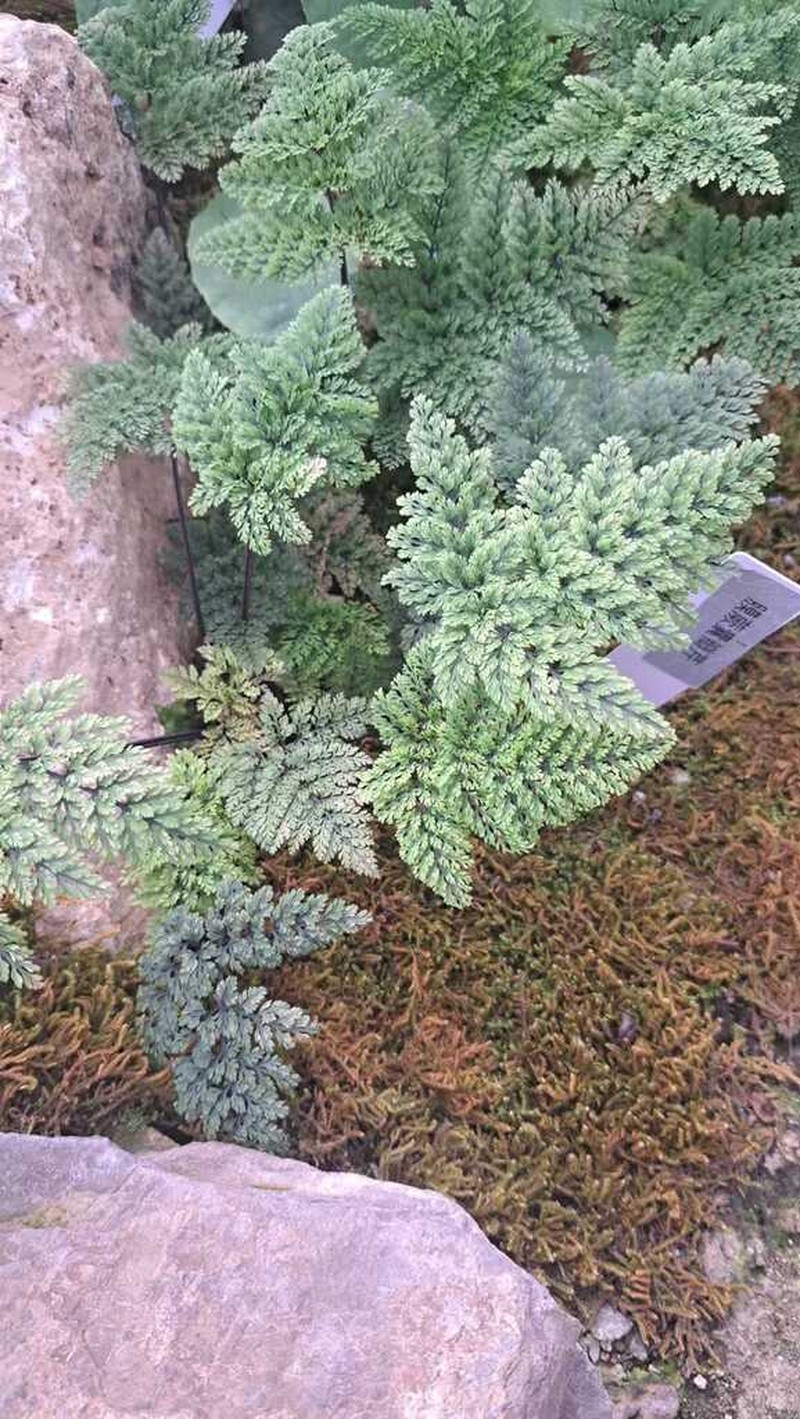Pternopetalum trichomanifolium photo 3