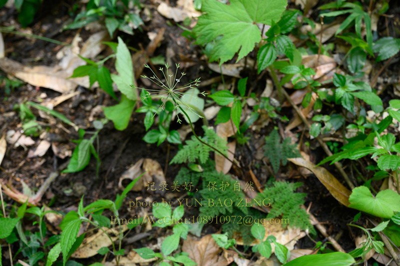 Pternopetalum trichomanifolium photo 4