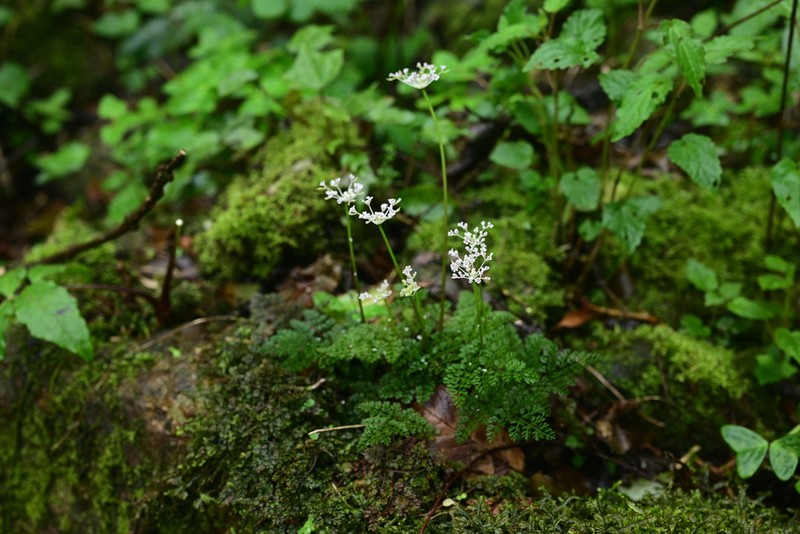 Pternopetalum trichomanifolium photo 5