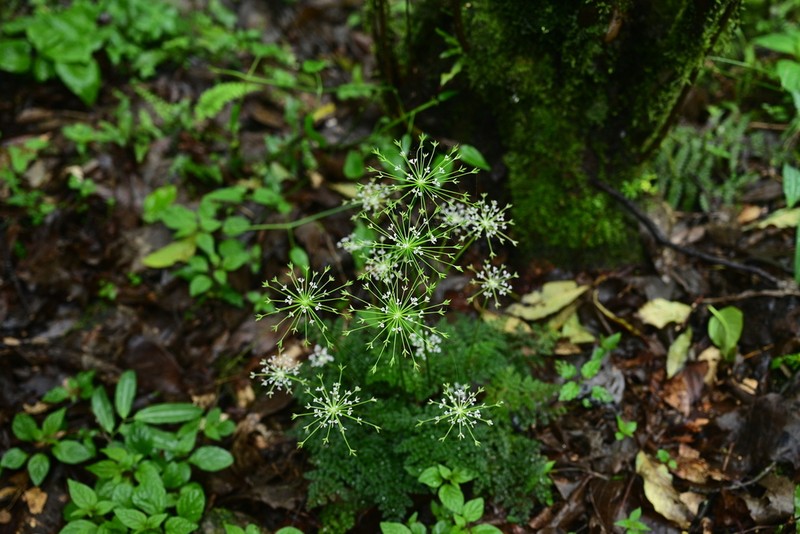 Pternopetalum trichomanifolium photo 6