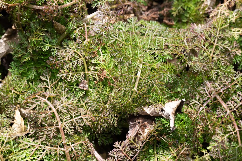 Pternopetalum trichomanifolium photo 7
