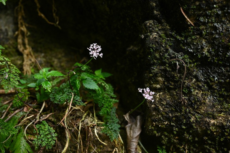 Pternopetalum trichomanifolium photo 8