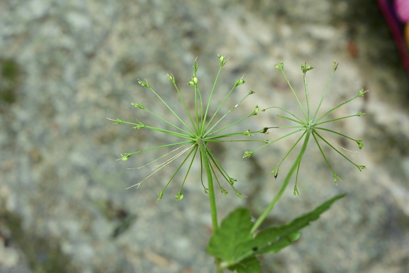Pternopetalum vulgare