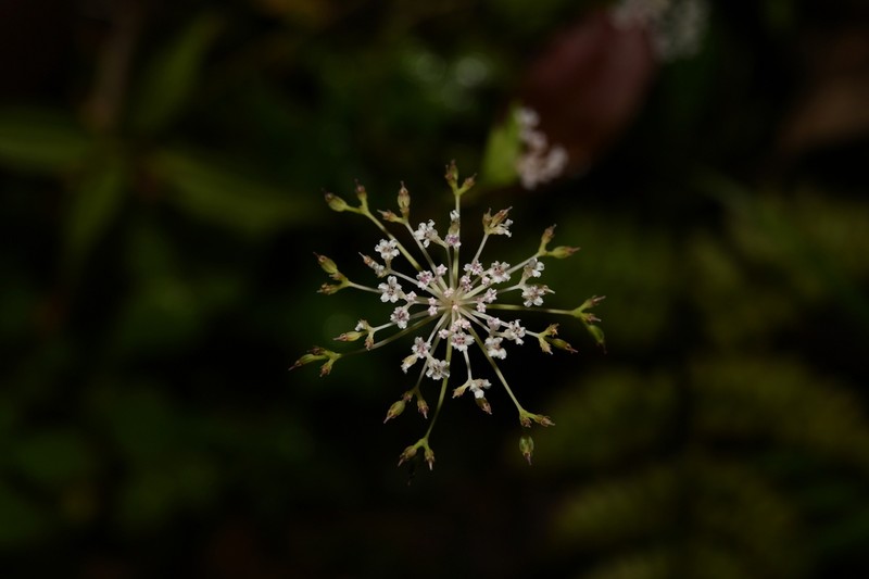 Pternopetalum vulgare photo 2