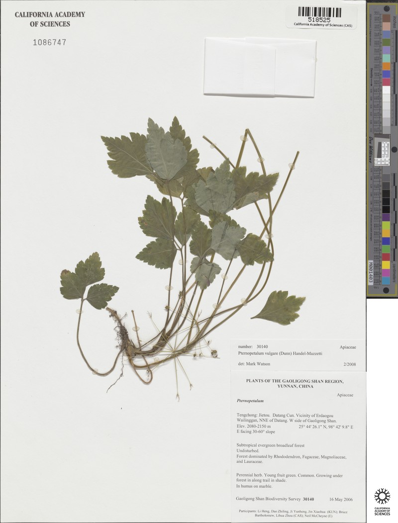 Pternopetalum vulgare photo 3