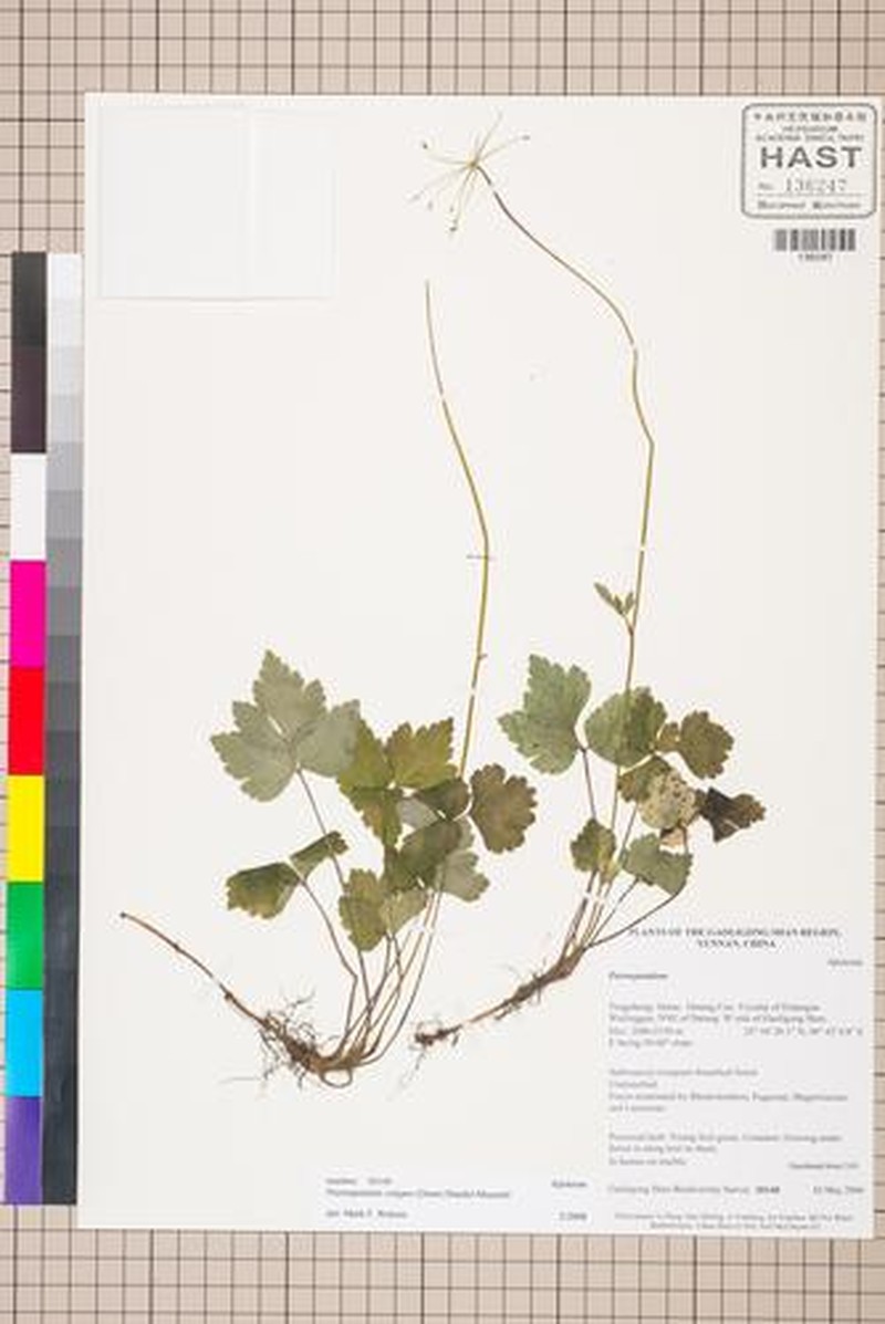 Pternopetalum vulgare photo 4