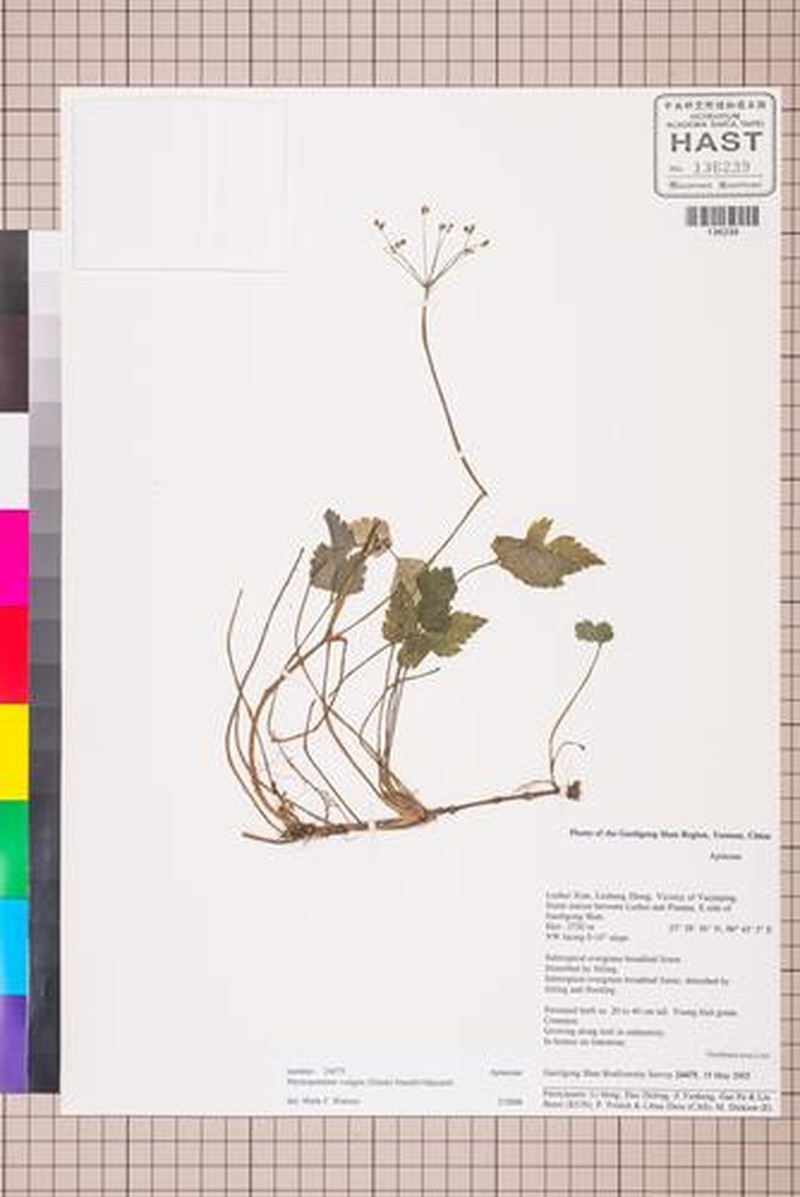 Pternopetalum vulgare photo 5