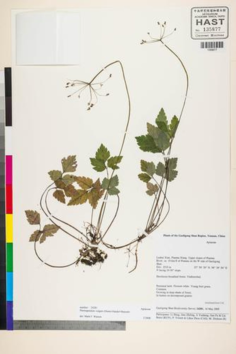 Pternopetalum vulgare photo 6