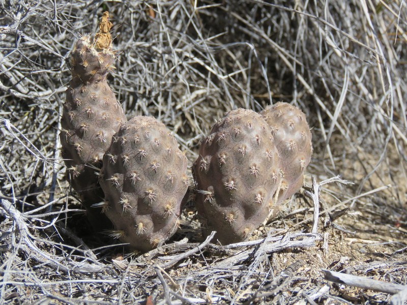 Pterocactus neuquensis