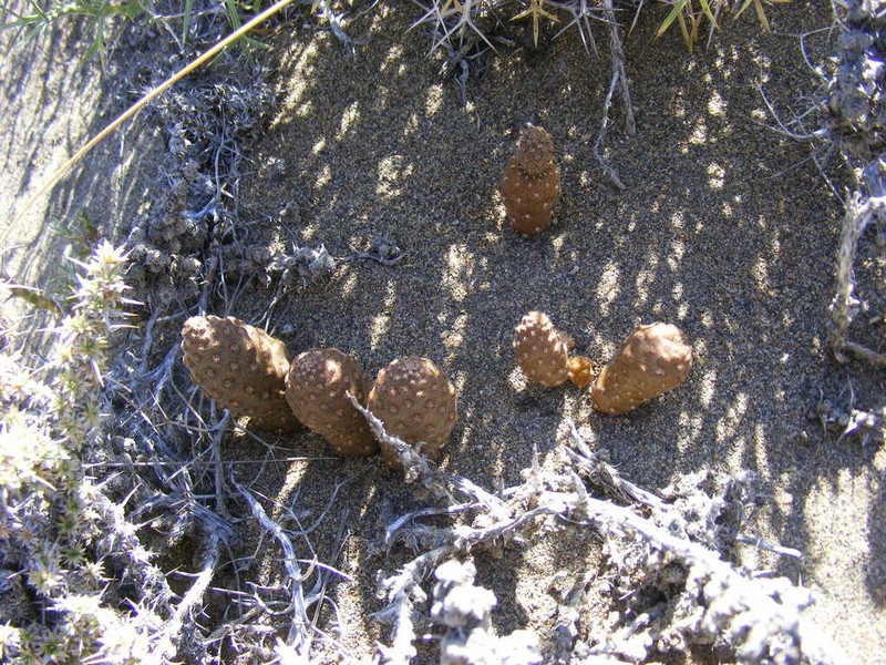 Pterocactus neuquensis photo 2