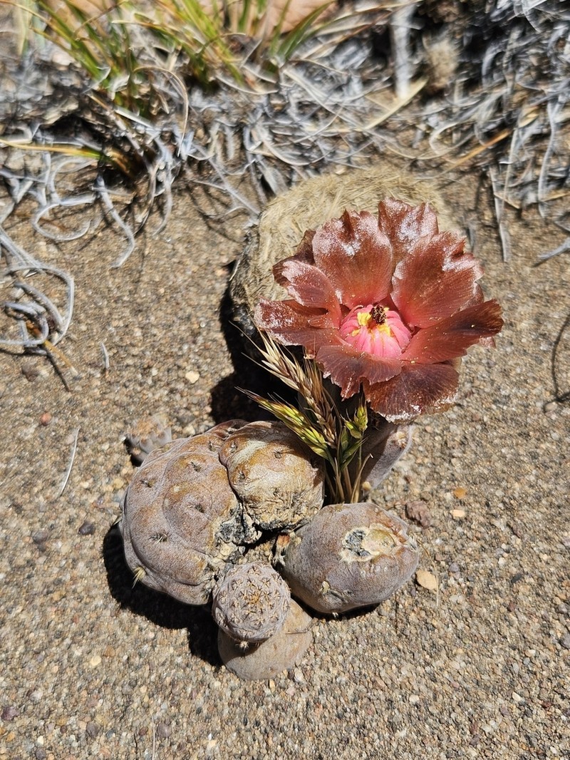 Pterocactus neuquensis photo 3