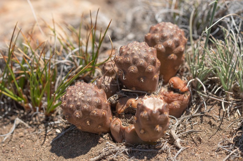 Pterocactus neuquensis photo 4