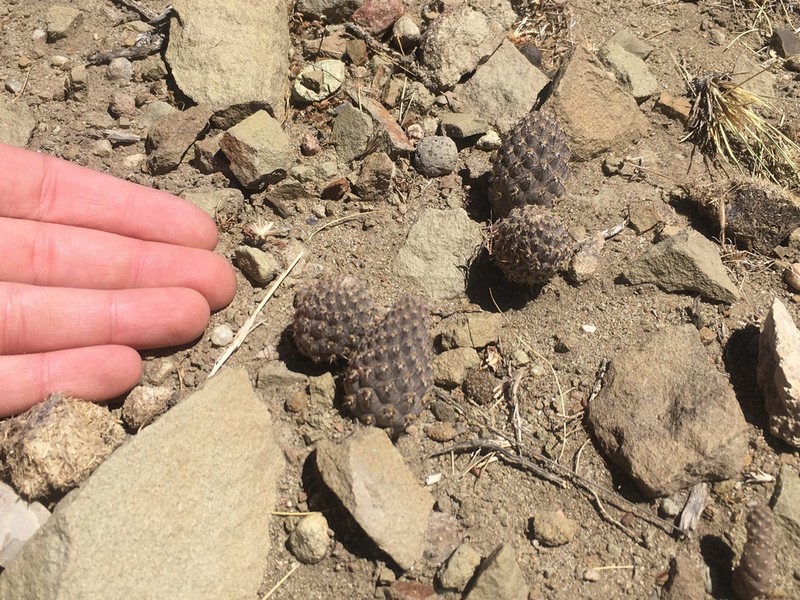 Pterocactus neuquensis photo 5