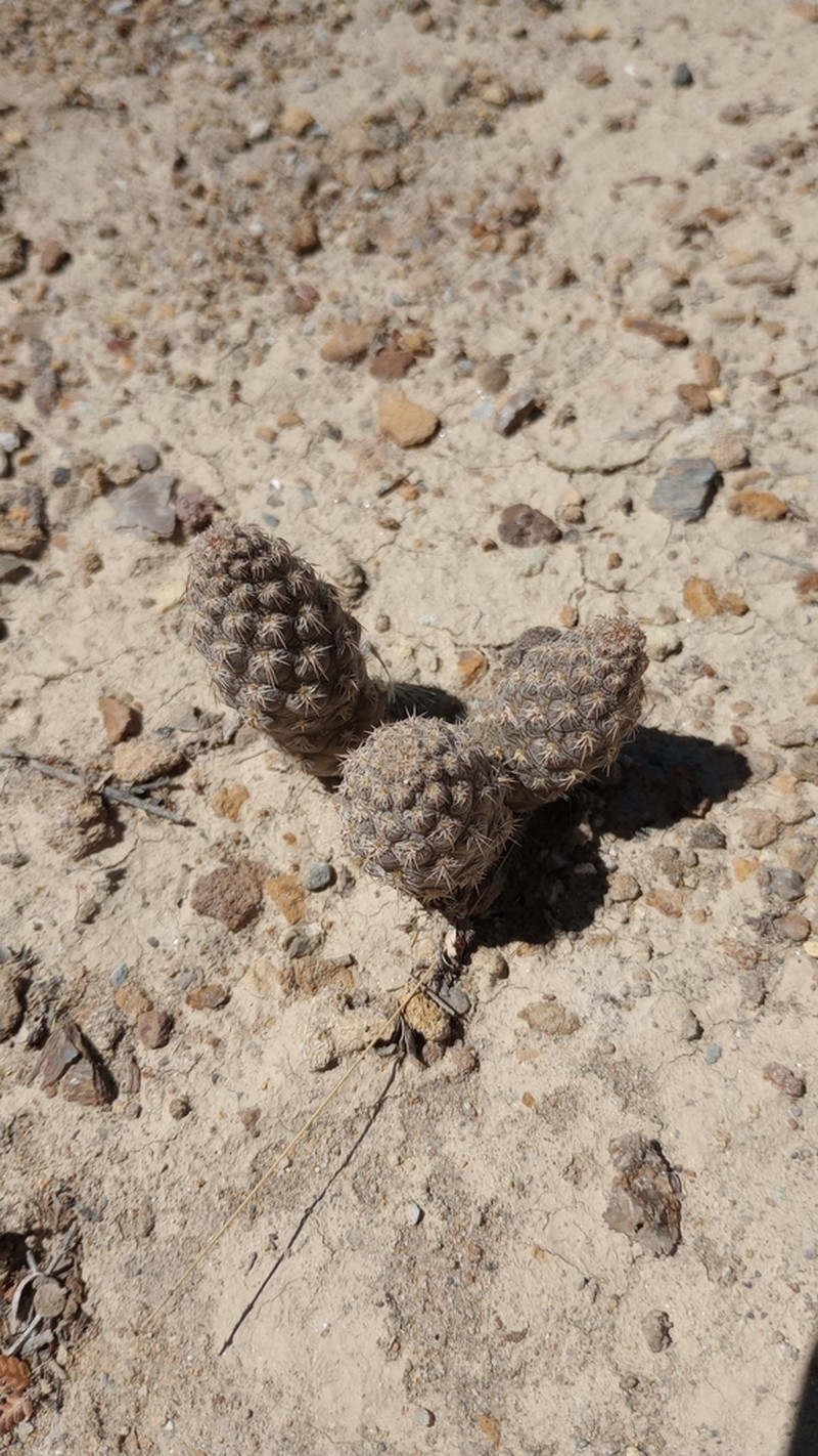 Pterocactus neuquensis photo 6