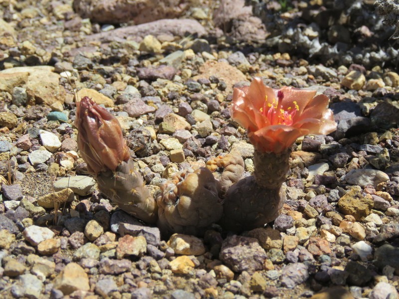 Pterocactus neuquensis photo 7
