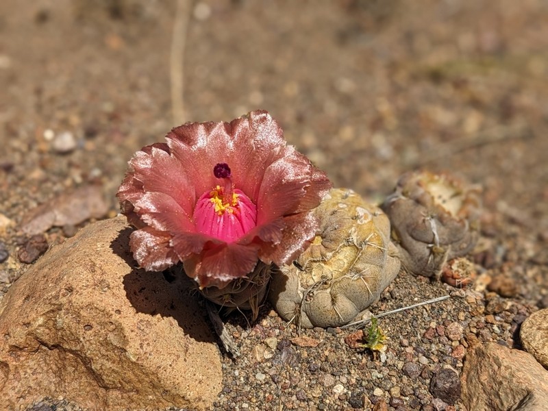 Pterocactus neuquensis photo 8
