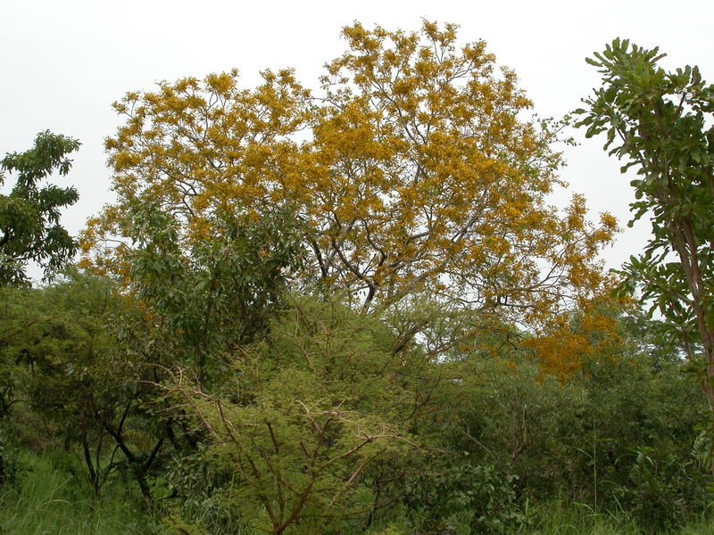 Barwood