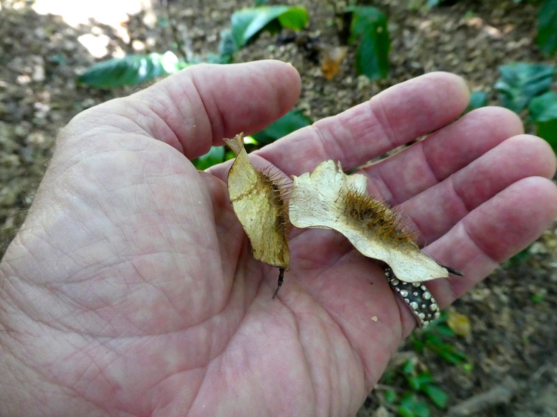 Pterocarpus photo 3