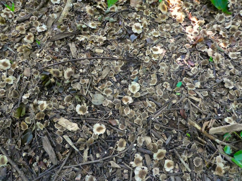 Pterocarpus photo 4