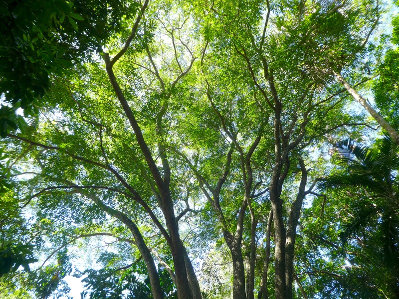 Pterocarpus photo 5